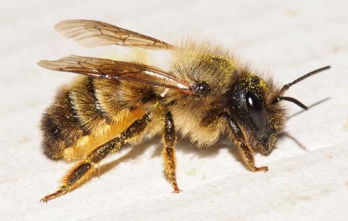 Réf. 157 762 : Osmia bicornis