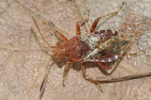 Rhopalus subrufus