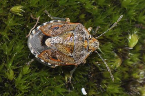 Réf. 157 669 : Holcogaster fibulata
