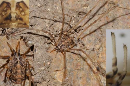 Nelima sp.