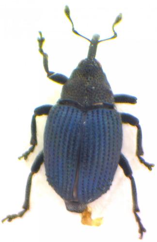 Ceutorhynchus erysimi