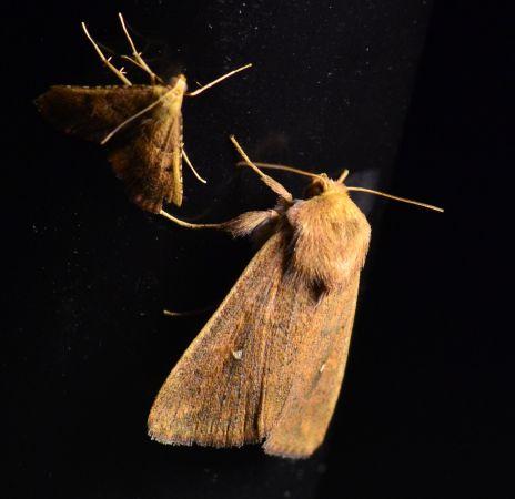 Réf. 157 877 : Mythimna albipuncta