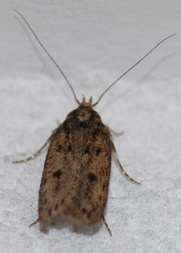 Hofmannophila pseudospretella