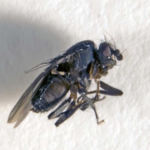 Coproica sp.