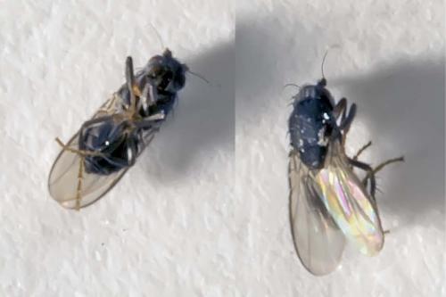 Coproica sp.