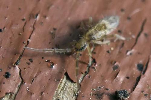 Entomobrya sp.