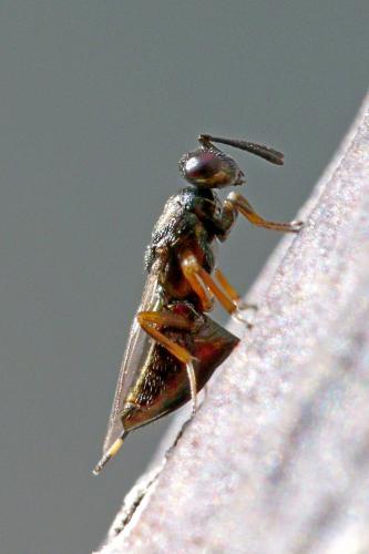 Eupelmus confusus