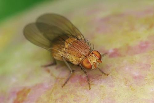Lauxaniinae