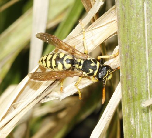 Polistes sp.