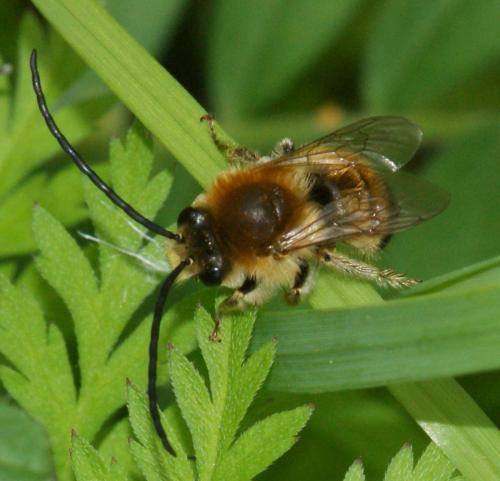 Eucera sp.