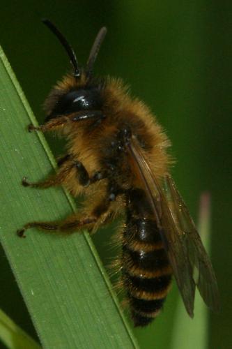 Andrena flavipes
