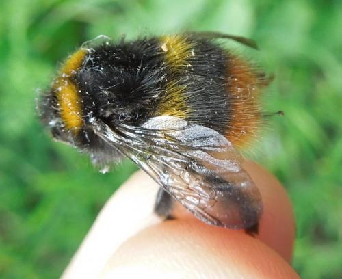 Bombus pratorum