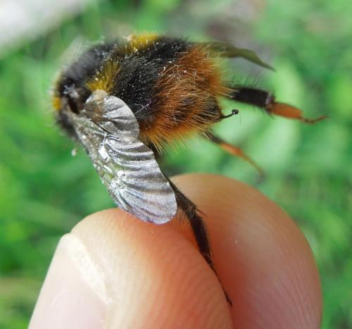 Bombus pratorum