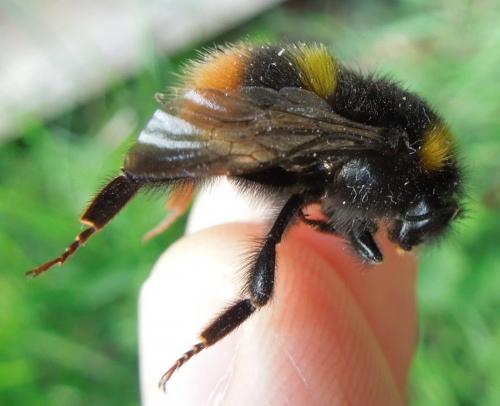 Bombus pratorum