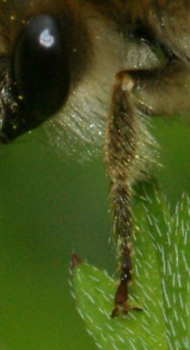 Eucera sp.