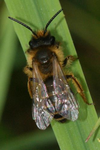 Andrena flavipes