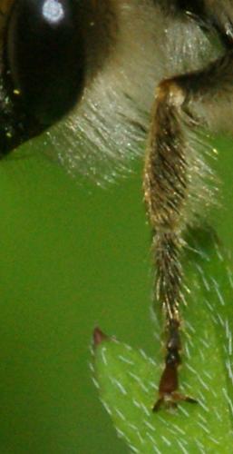 Eucera sp.
