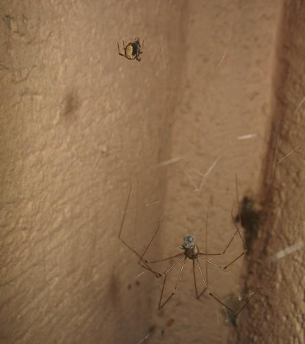 Parasteatoda lunata