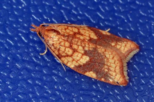 Acleris rhombana
