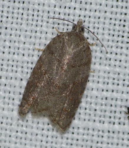Acleris sparsana