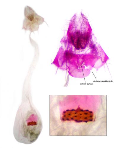 Réf. 157 554 : Agonopterix scopariella