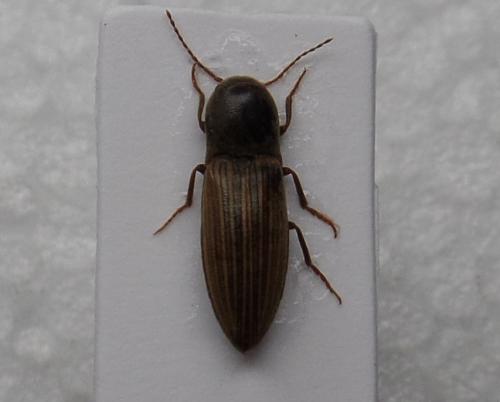 Agriotes lineatus