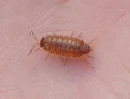 Philoscia muscorum