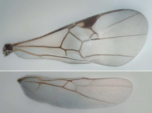 Réf. 157 484 : Microplitis sp.