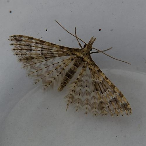 Alucita sp.