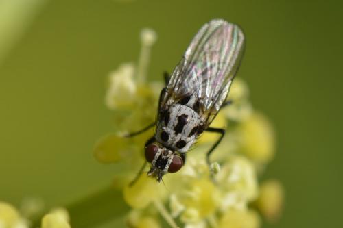 Réf. 157 174 : Anthomyia sp.