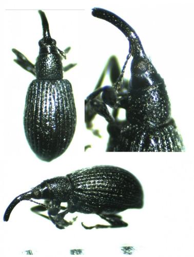 Réf. 157 937 : Ischnopterapion virens