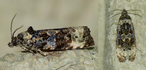 Réf. 157 037 : Endothenia sp.
