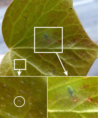 Nigma walckenaeri