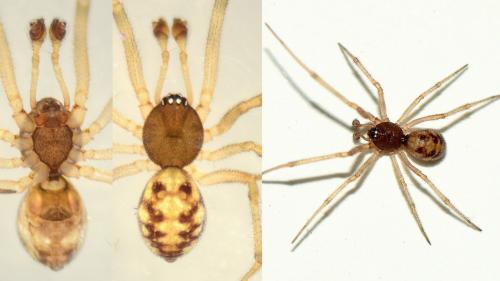 Réf. 157 400 : Steatoda triangulosa