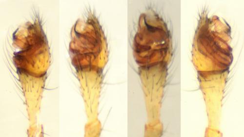 Steatoda triangulosa