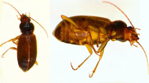 Réf. 157 981 : Nebria sp.