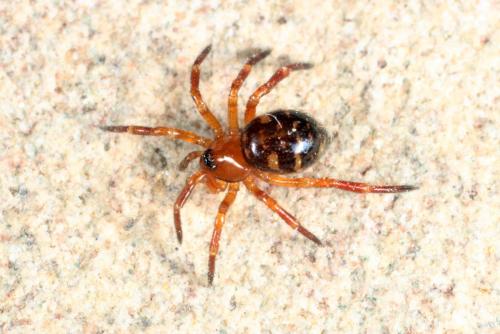 Euryopis flavomaculata