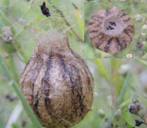 Argiope bruennichi