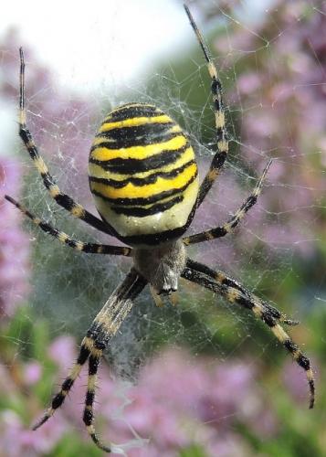 Réf. 157 430 : Argiope bruennichi