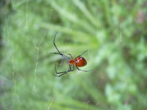 Argyrodes sp.