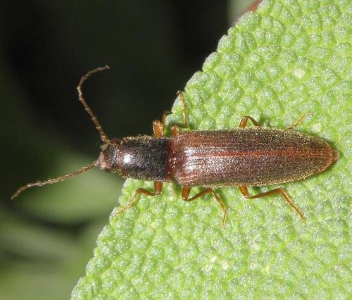 Athous campyloides
