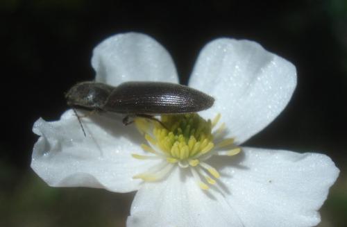 Réf. 157 154 : Athous haemorrhoidalis