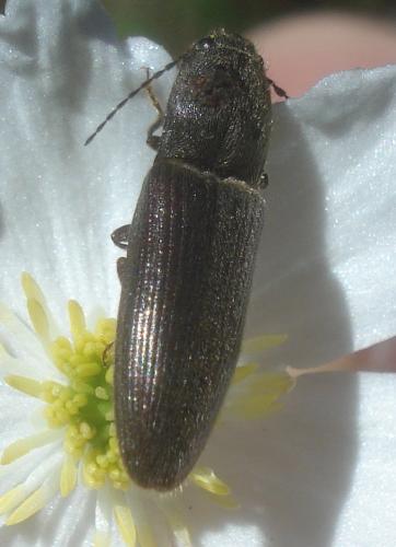 Réf. 157 155 : Athous haemorrhoidalis