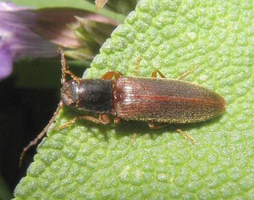 Athous campyloides