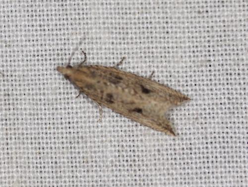 Bactra sp.