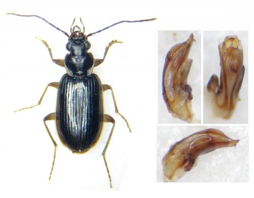 Badister collaris