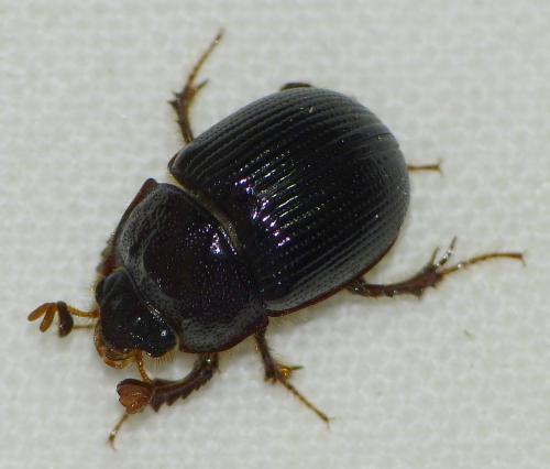 Réf. 157 039 : Odonteus armiger