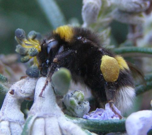 Bombus sp.