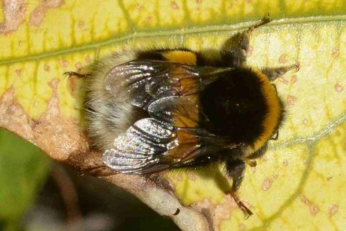 Bombus sp.