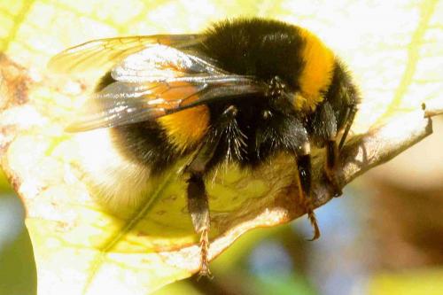 Bombus sp.